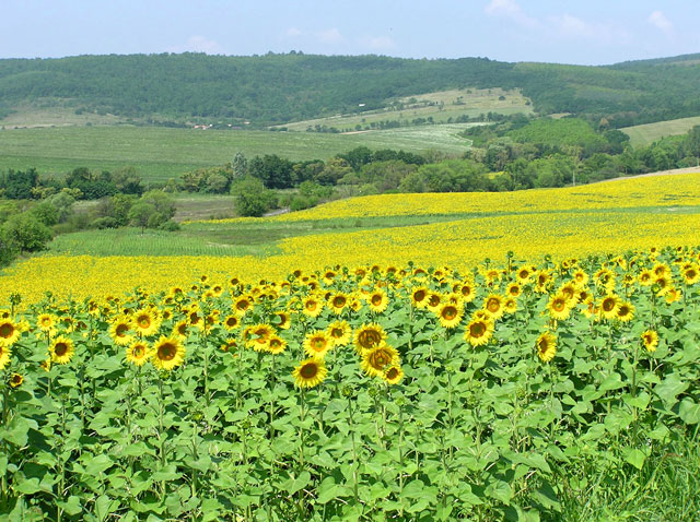 következő