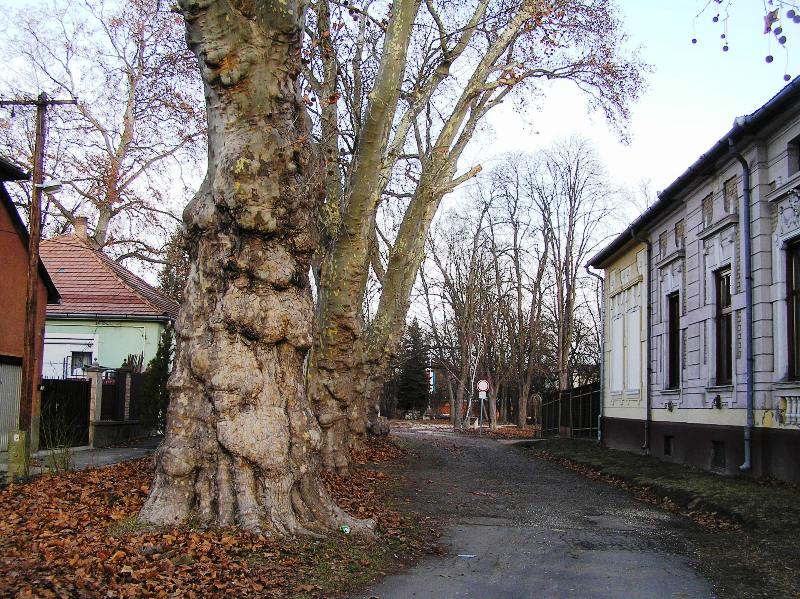 következő