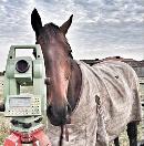 horse.jpg